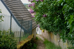 Dorf, Altleiningen, Fliederbäume